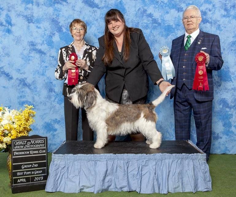 are grand basset griffon vendeen puppies lazy